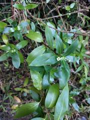 Kadua acuminata