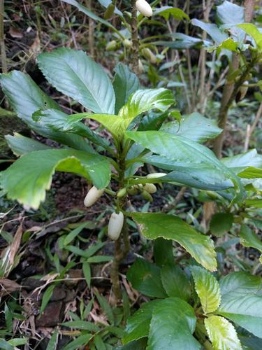 Cyrtandra grandiflora observed 2022-01-15