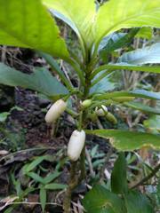 Cyrtandra grandiflora