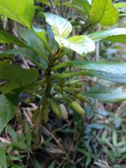 Cyrtandra grandiflora