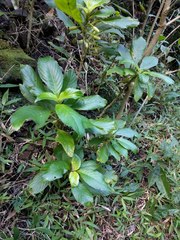 Cyrtandra grandiflora