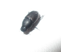 Colobopterus erraticus