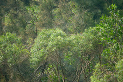 Metrosideros tremuloides