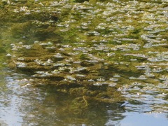 Najas marina