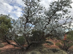Eucalyptus wyolensis