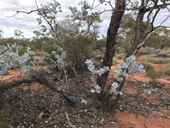 Eucalyptus wyolensis