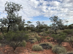 Eucalyptus wyolensis