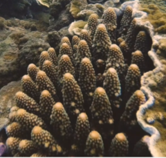 Acropora gemmifera