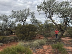 Eucalyptus wyolensis