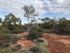 Eucalyptus wyolensis