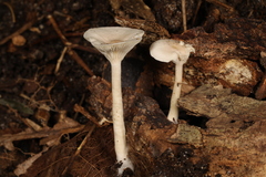 Clitocybe americana