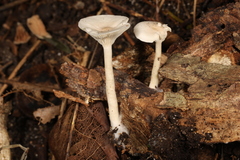 Clitocybe americana