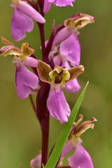 Orchis spitzelii