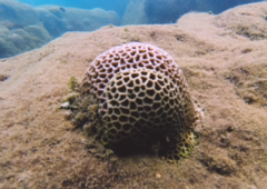 Coelastrea aspera