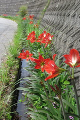 Hippeastrum
