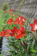 Hippeastrum