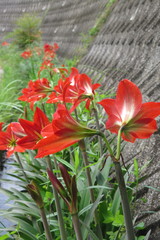 Hippeastrum