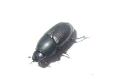 Colobopterus erraticus