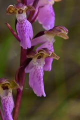 Orchis spitzelii
