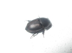 Colobopterus erraticus