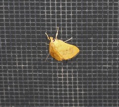 Hyalobathra brevialis