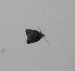 Lophothripa vitea