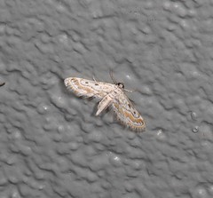 Parapoynx dentizonalis