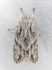 Egira crucialis