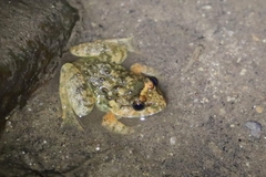 Limnonectes gyldenstolpei