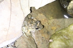 Limnonectes gyldenstolpei