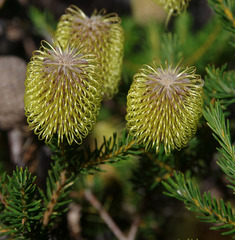 Banksia pulchella