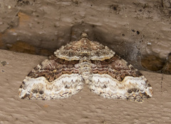 Xanthorhoe defensaria