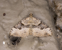 Xanthorhoe decoloraria