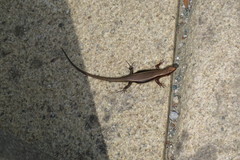 Plestiodon japonicus