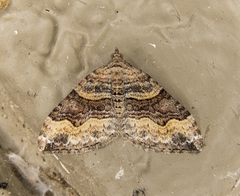 Xanthorhoe defensaria