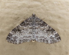 Lobophora nivigerata