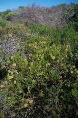 Banksia pulchella