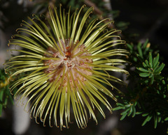 Banksia pulchella
