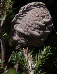 Banksia pulchella