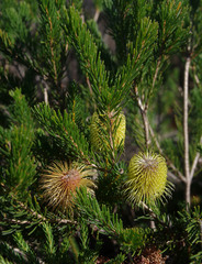 Banksia pulchella