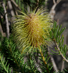 Banksia pulchella