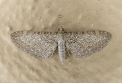 Eupithecia intricata