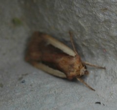 Ochropleura leucogaster