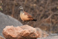 Galloperdix lunulata