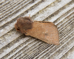 Orthosia transparens