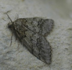 Tephronia lhommaria