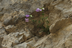Campanula komarovii