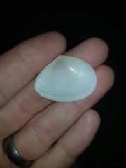 Macomona deltoidalis