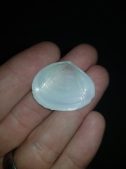 Macomona deltoidalis