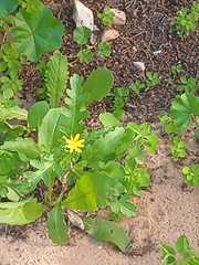 Senecio vernalis